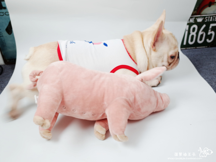 Pet đồ chơi INS net lợn đỏ đi kèm với lợn đồ chơi sang trọng gối chó mèo luật chiến đấu Schnauzer Keji đồ chơi cho mèo cào