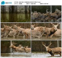 052 Yancheng Dafeng Elk National Nature Reserve Wild Deer Ecological Environment HD live video material