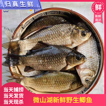 Wild soil crucian carp fresh live fish now kill fresh pregnant women milk moon stew soup for the elderly and children calcium supplement