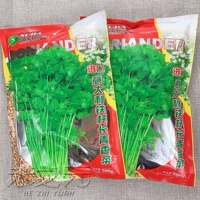 Итальянский хардкорный длинный зеленый кориандр 500G оригинал