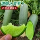 Shawo Fruit Radish 10G (рекомендуется осенняя трансляция)