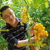 Семена томатов с водопадом четыре сезона бабушка фрукты весна маленькие томатные семена тысячелетия сезоны для горшечного растения шинхога овощи