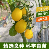 Huangyang Pear Tomato Seeds Сладкие и хрустящие четыре сезона весеннего лета, лето, осенние и зимние балконные номера, весна, лето, осень, фанат вишни