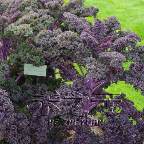 Yuxian Ganlan Seed Seed Winter Treasure Зимой зимняя зима