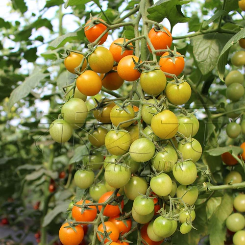 Супер сладкая желтая жемчужная вишня томатная семена, посадочная балкон балкон весна четыре сезона саженцев, семян томатов, овощи