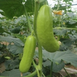 Линлонга изумрудная тыква, семена овощей, фрукты, семена огурца, четыре сезона семян в горшках и осенне