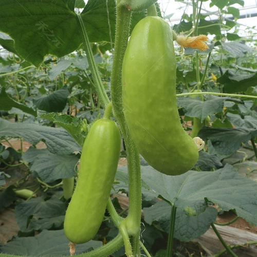 Линлонга изумрудная тыква, семена овощей, фрукты, семена огурца, четыре сезона семян в горшках и осенне