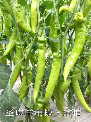 Shengqi Big Sheep, семена перца перец перец, преждевременный желтый -зеленый крупный фруктовый в форме Фур.