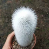 Пинксская пальмовая доставка снежных столбов Мао Мэн - это жадная колонна  湎             