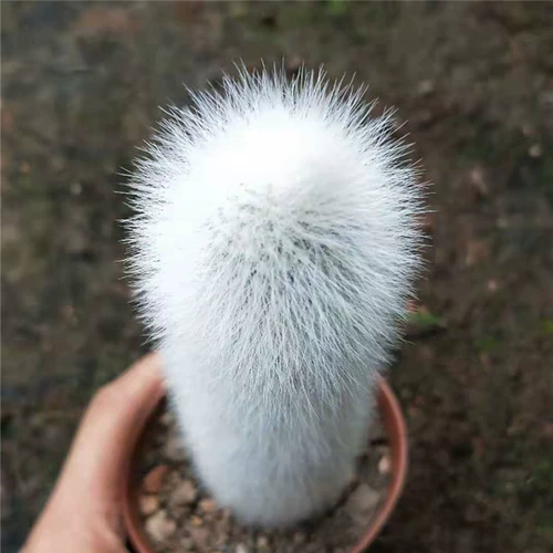 Пинксская пальмовая доставка снежных столбов Мао Мэн - это жадная колонна  湎             