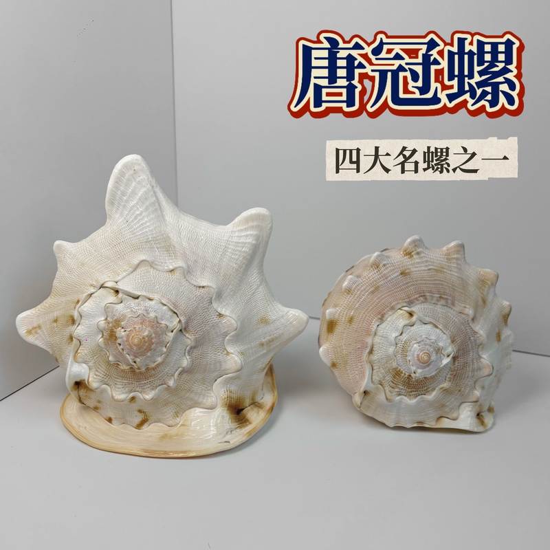 [Tangguanluo] Natural Conch Shell Rare Specimen Snail Fish Tank Aquascape Decoration Home Collection