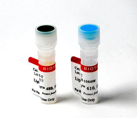 Biotium 中性脂肪酸染料 绿色488nm LipidSpot Lipid  Droplet St