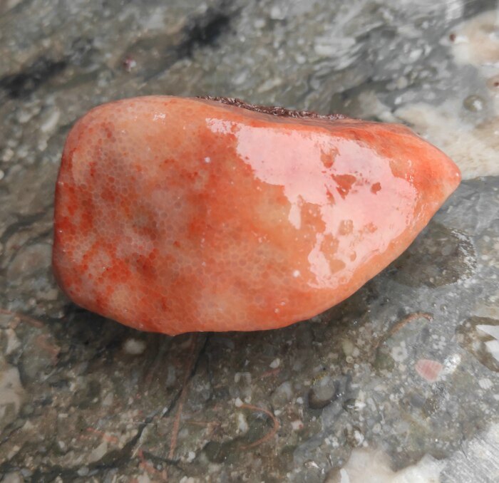 Ningqiangqixi Coral Coral Pink Yellow Naturally Play Play Piece Pink Paleontology Fossil Raw