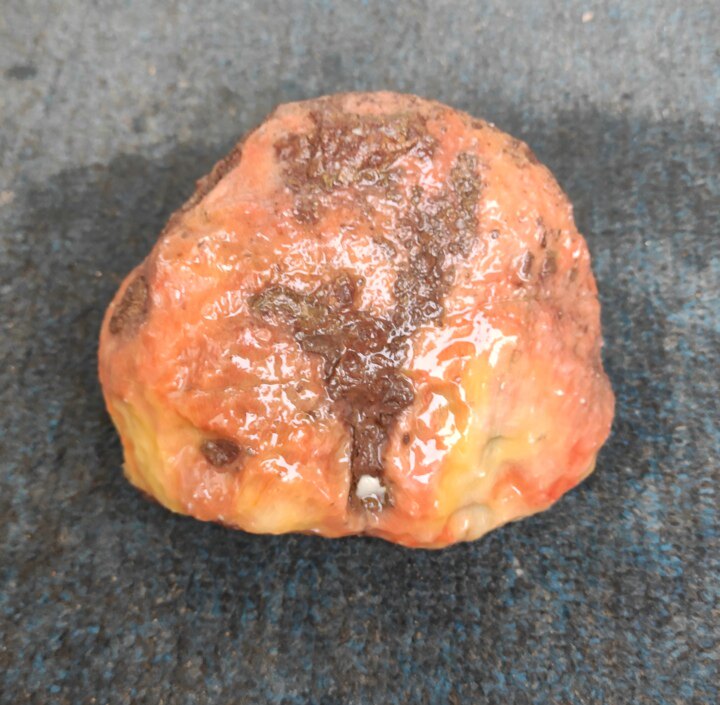 Ning Qiang Coral Fossil Jade Pink Yellow White Natural Chite Small Pendulum Pieces Snow Pattern Ancient Biogenic Stone L