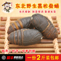 SF air transport Northeast specialty cocoon pupa fresh Tussah pupa fresh black cocoon pupa high protein a 2 kg package