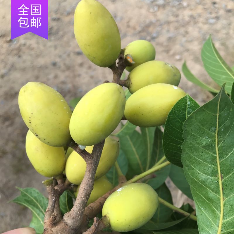 Golden Yu fresh twisted olives with high price of authentic triple prism eats green fruit and gift box packaging 500g