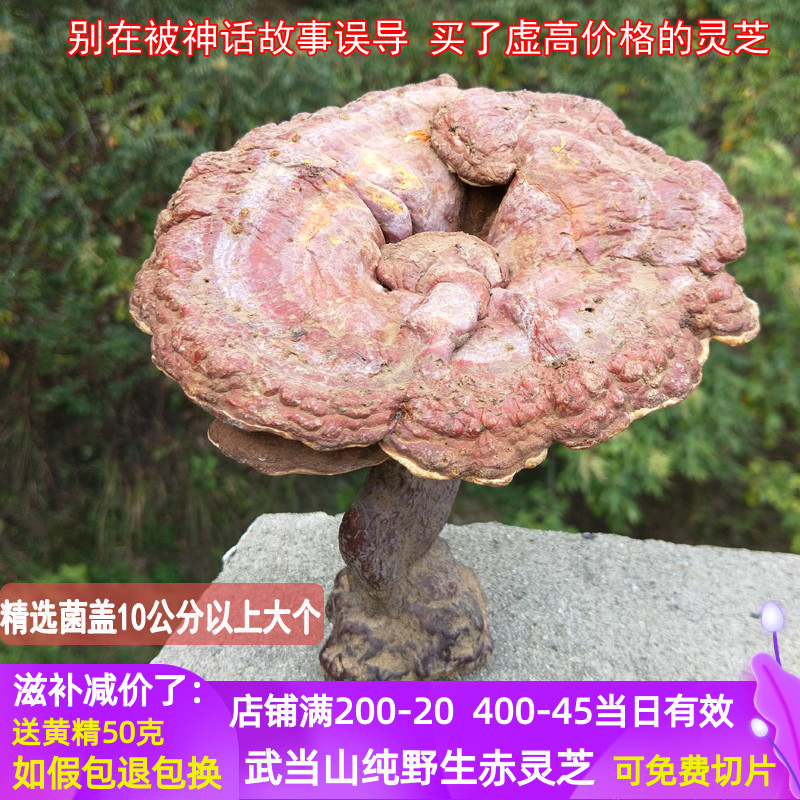 Shennongjia wild Ganoderma lucidum whole wudang mountain Linzhi farmhouse red ganoderma lucidum whole branch 250 grams wild Ganoderma lucidum slices