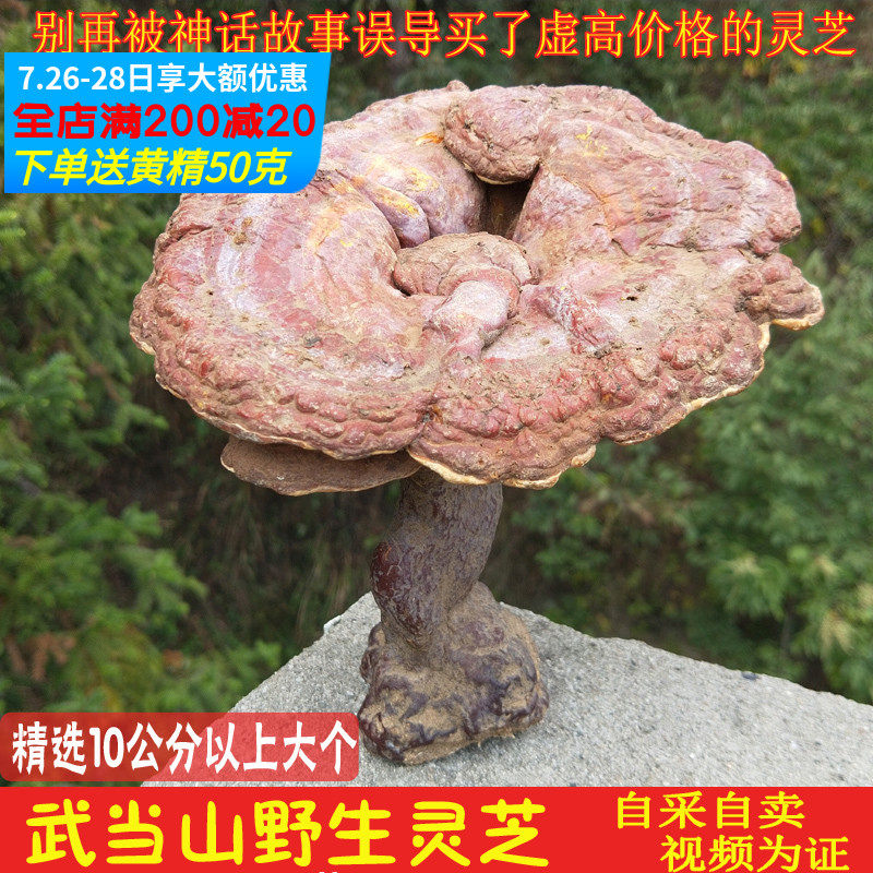Shennongjia Wild Ganoderma Lucidum whole flower Wudang Mountain Nyingchi farm Red Ganoderma Lucidum whole branch 250g Wild Ganoderma lucidum tablets