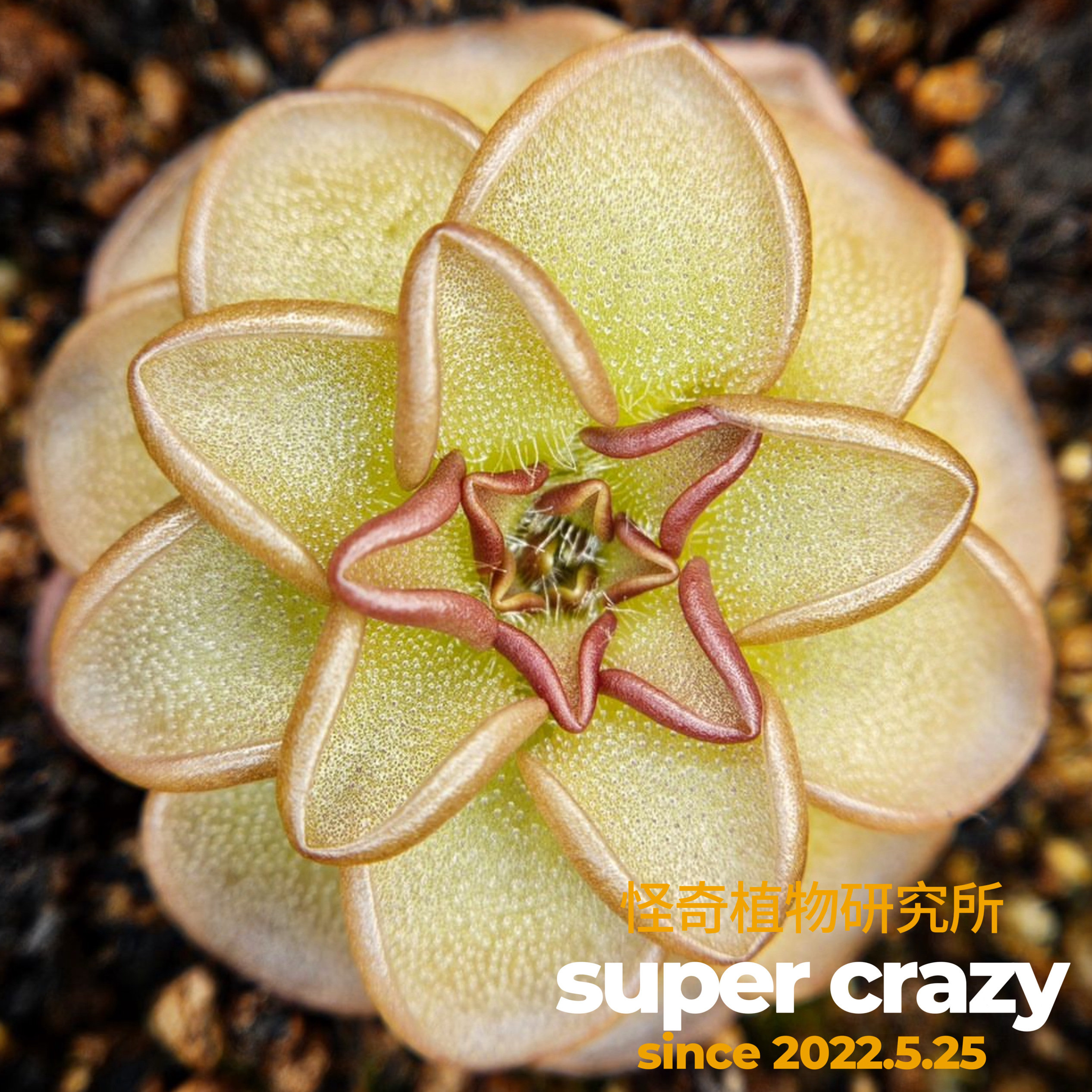 P.rotundiflora圆花捕虫堇怎么养？这种食虫植物真的能吃虫子吗？-食虫