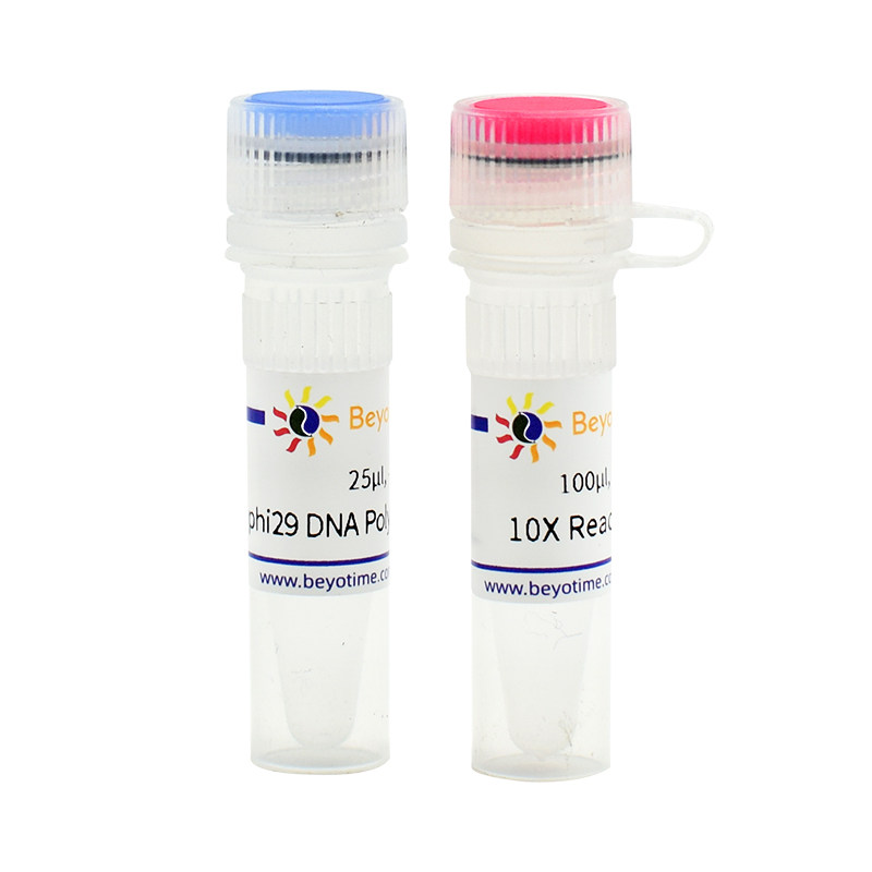 D7053S  phi29 DNA Polymerase