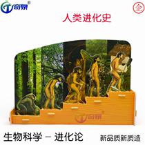 History of human evolution 3D puzzle Science experiment Toy Science and technology Small production diy Childrens handmade materials Science and technology