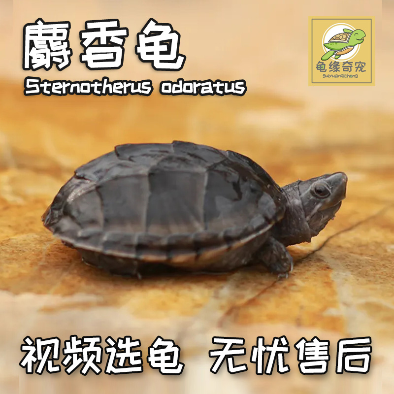 Musk Turtle Deep Water Turtle Non - razor Tiger Helmet nucleus Huangze Mexican egg turtle margin