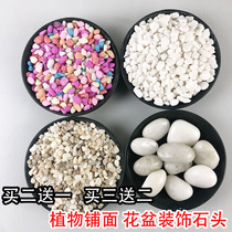 Natural fleshy decorative small stone flower pot Plant paving stone Fish tank multicolored stone pot pebbles white stone