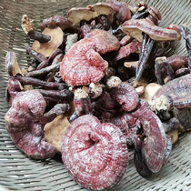 Xiaoduo Red Ganoderma lucidum Semi-wild taste bitter Red Zhi Whole red Ganoderma lucidum Deep mountain picking Bitter Ganoderma lucidum can be sliced 500g