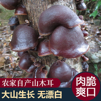 Shaoguan Luokeng specialty Basswood fungus farm pure natural black fungus household dry autumn fungus 250g