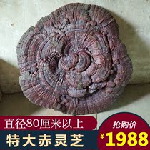 Large ganoderma lucidum ornaments Ornamental large Phnom Penh red Ganoderma lucidum Giant semi-wild red ganoderma lucidum diameter 80cm-120cm