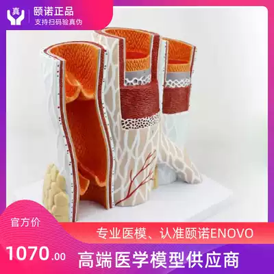 ENOVO Human blood vessel model Arterial and venous anatomy amplification model arterial and venous structure