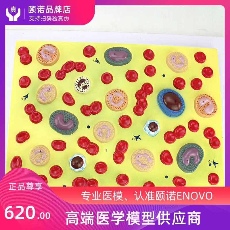 ENOVO Medical Human Blood Cell Enlargement Model Hematology of Hematology Physiologic Teaching Model