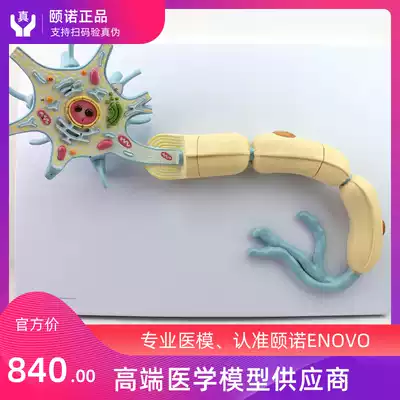 ENOVO enlarged version of medical neuron model Nerve fiber structure enlarged model Medical brain