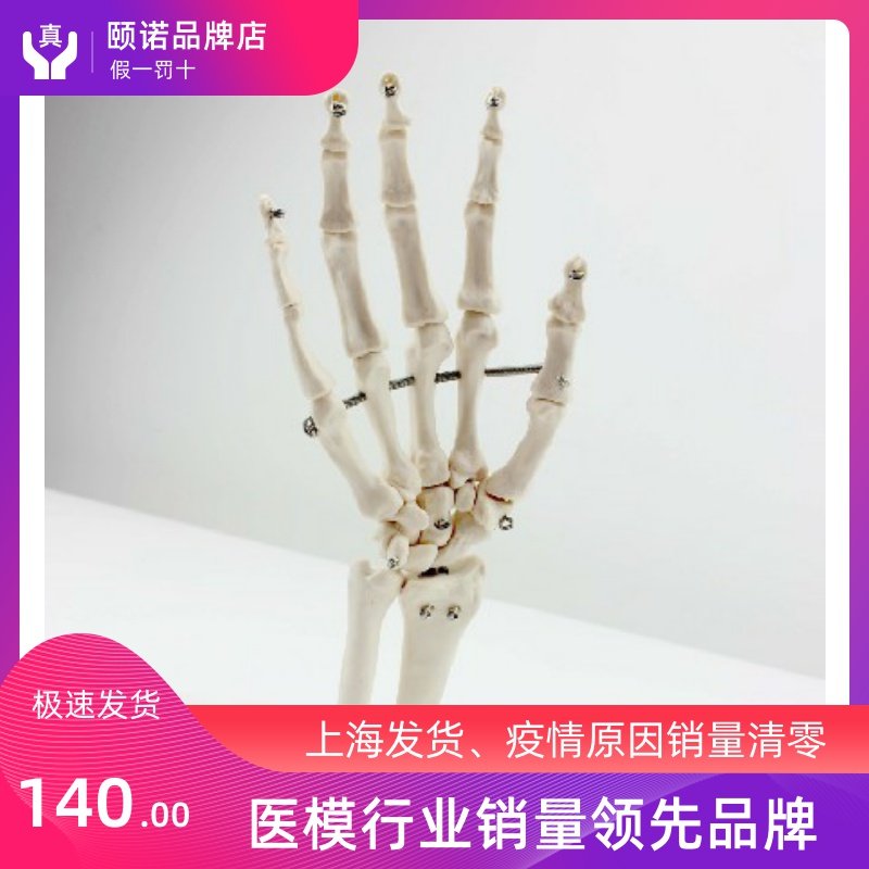 ENOVO Hino Medical Body Hand Knuckle Model Hand-bone Ruler Bone Model Human Skeletal Hand Foot Surgery