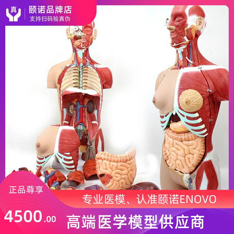 ENOVO Hino 85CM Human organ system Anatomy model Medical torso visceral muscle anatomical model