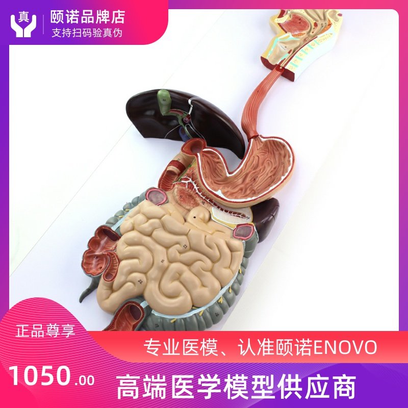 ENOVO Hino Medical Human Digestive System Model Gastroliver Anatomical Model Digestive medical mold