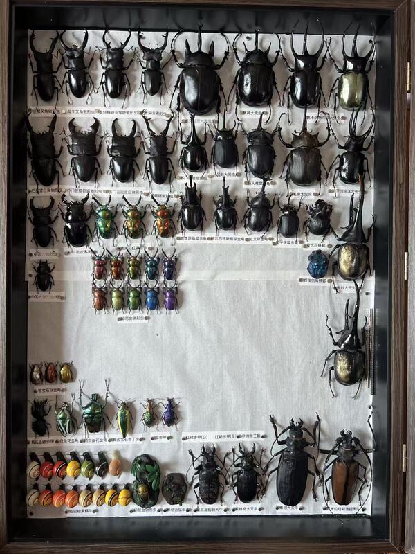 Nirvana Beetle Model Unicorn Fairy Trident Big Pocket Fairy War God Long Spear Insect Fridge Magnet Non-Specimen Nirvana Beetle Model Unicorn Fairy Trident Big Pocket Fairy War God Long Spear Insect Fridge Magnet Non-Specimen