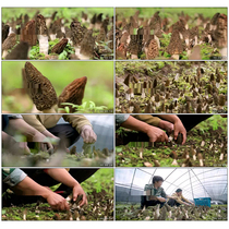Morels mushrooms agricultural harvest picking mushrooms spring pastoral industry greenhouse video footage