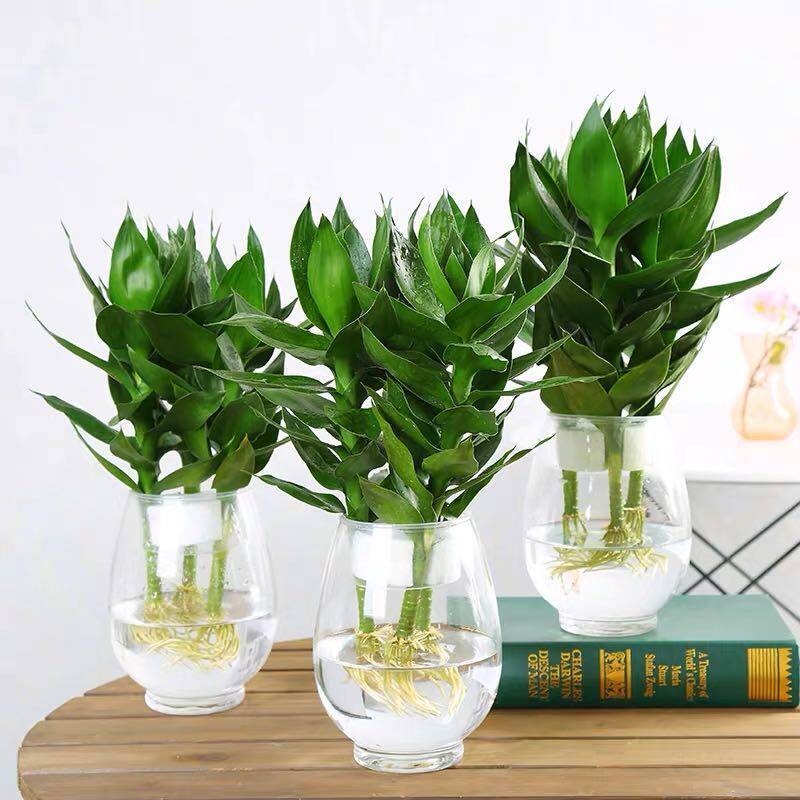Guanyin bamboo hydroponic lucky bamboo hydroponic glass vase lotus potted plants indoor living room potted green plants flowers