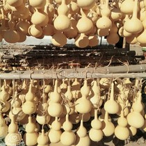 Liaocheng natural sub-waist medium large gourd pyrography material for beginners to practice with street stalls and temple fairs hot selling direct sales from the origin