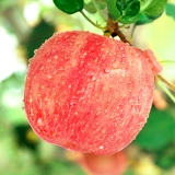 Yantai Red Fuji Apple Fresh Fruit в сезоне 10 фунтов стерлингов в 10 фунтов.