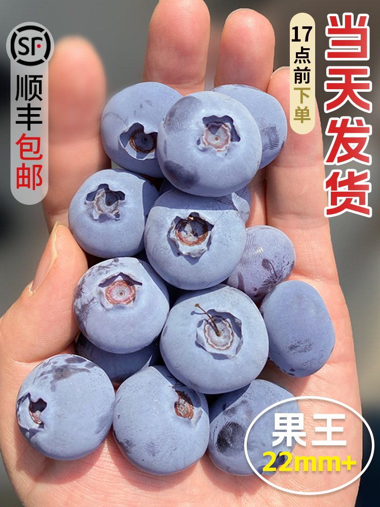 丹东蓝莓新鲜水果当季蓝梅鲜果现摘高山怡颗孕妇大果整箱顺丰包邮