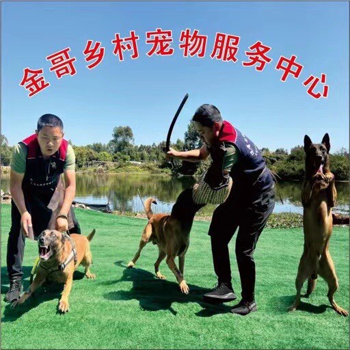 金哥乡村宠物服务中心