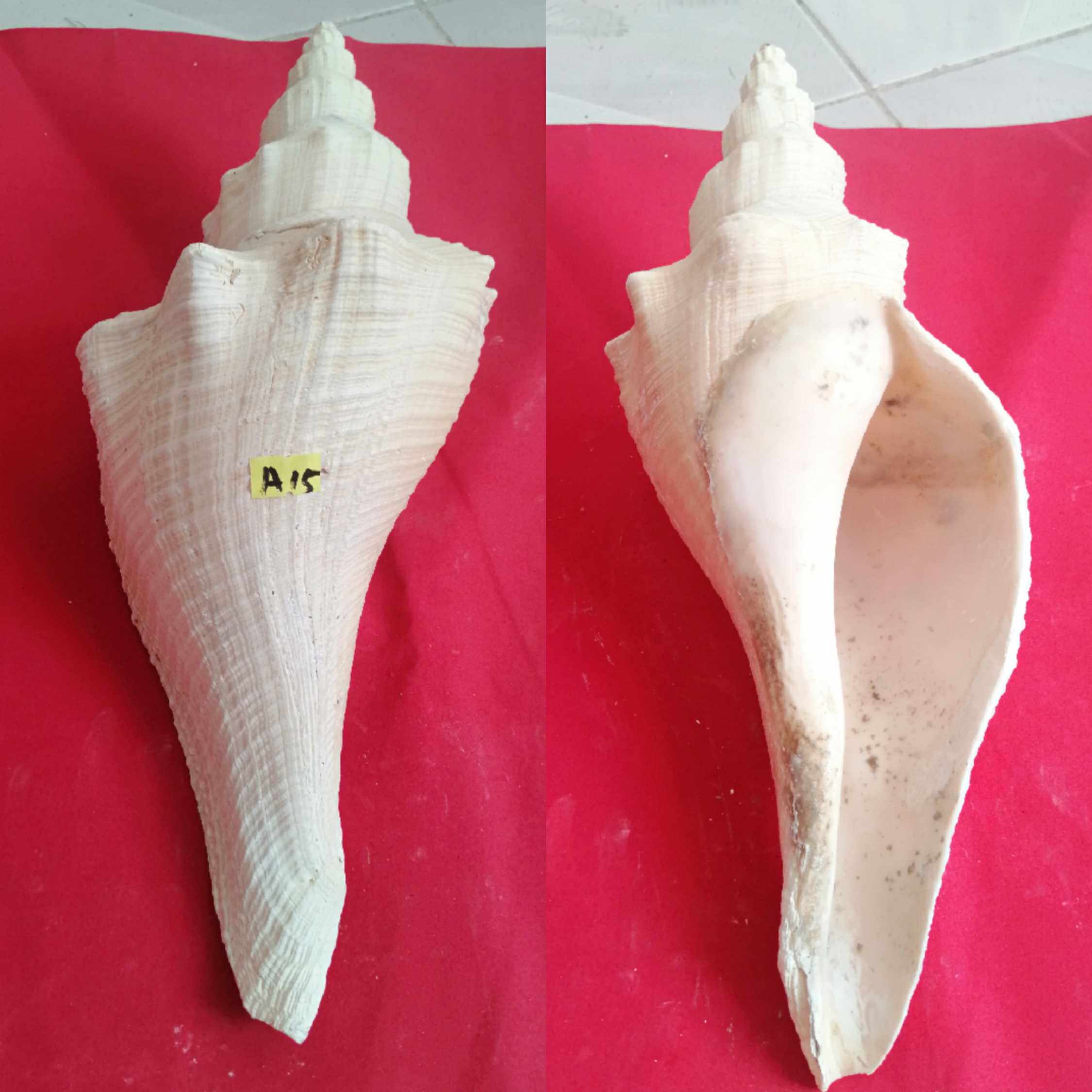 Australian long scented snail natural sea snail old shells Grand French Snail's Horn Collection Specimen Incision can blow