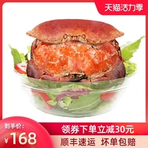 Irish Bread crab 1 6-2 0kg 2 fresh cooked frozen seafood Aquatic extra large extra large crab Golden crab