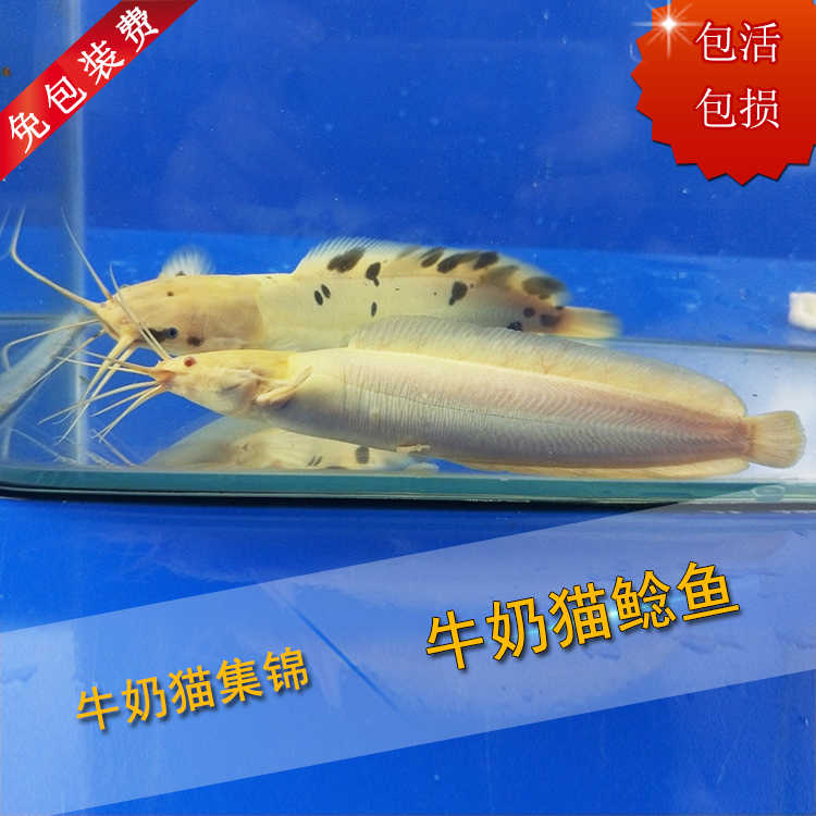 白化小醜武士黑白鮎塘鯴魚大型熱帶魚觀賞魚苗淡水魚活體寵物包郵 白化小醜武士黑白鮎塘鯴魚大型熱帶魚觀賞魚苗淡水魚活體寵物包郵