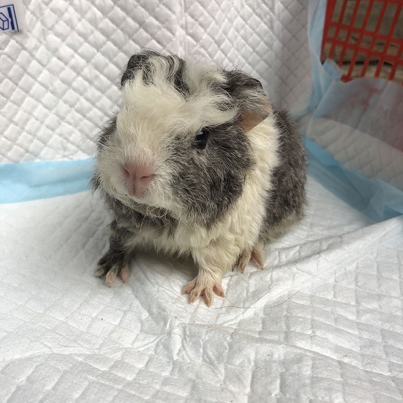 Carved Gray Curly Crown Hair Dutch Pig Guinea Pig Live Baby Tianyu Guinea Pig Guinea Pig Long Curly Hair Health Package Live