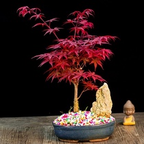 Japan Red Maple Bonsai Red Dancing Ki Potted Old Pile Four Seasons Red Maple Tree Slim with leaf Indoor Balcony Courtyard plant
