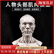 Human head muscle structure model art teaching art exam sketches sketching props human head skull