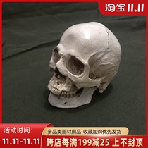 Skull small skull pocket skull figure head skeleton structure Art sketch sketch sketching props skeleton